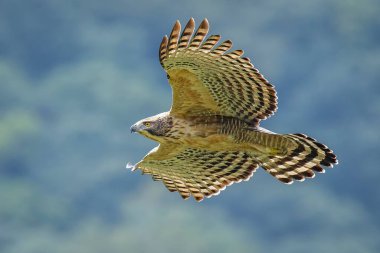 Tayvan dağlarında ve ormanlarında uçan dağ şahini kartalı.