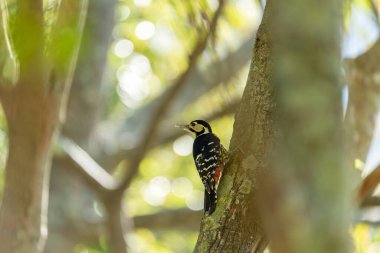 The white-backed woodpecker female in the forest of Taiwan clipart