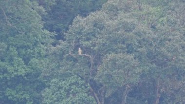 Dağ şahini genç kartal Tayvan dağlarındaki ağaca tünemiş.