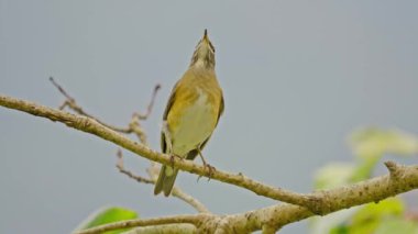 Kaş Ardıcı, Beyaz Kaşlı Ardıç, Koyu Ardıç (Turdus obscurus) doğada yavaş çekimde uçan ağaçların üzerinde