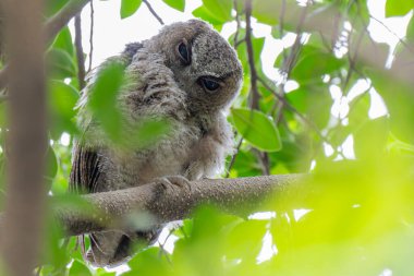 Yakalı polisler baykuş yavrusu Otus sagittatus Taipei 'de bir ağaca tünedi.