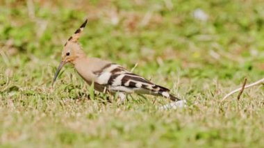 Hoopoe yiyecek arıyor.