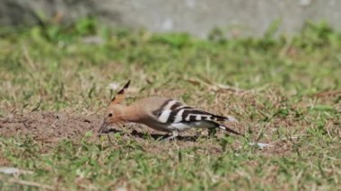 Hoopoe yiyecek arıyor.