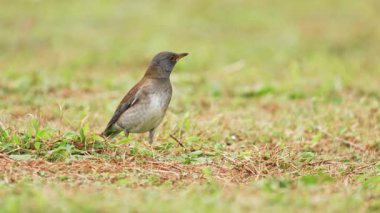 Yerdeki solgun ardıç kuşu ağır çekimde uçuyor.