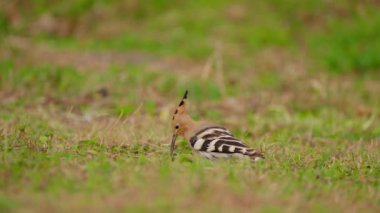  Avrasyalı Hupoe yavaş çekimde böcek yiyor.