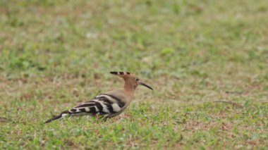 Avrasya Hupoesi toprakta yiyecek arıyor.