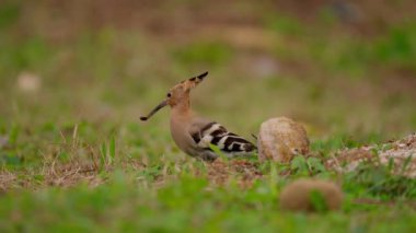 Avrasya Hupoesi toprakta yiyecek arıyor ve ağır çekimde yemek yiyor.