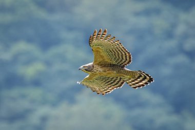 Mountain hawk eagle in flight in the Taiwan mountains and forest clipart