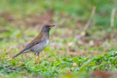 Tayvan 'da yerde oturan soluk ardıç kuşu (Turdus pallidus)