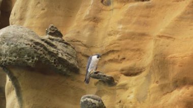 Peregrine Şahin davranışı bir uçurumda oturup temizlik yapıyor.