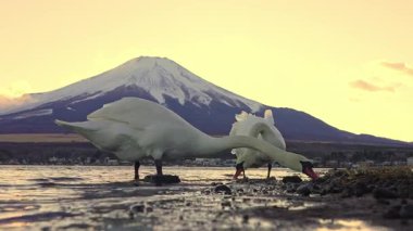 Japonya 'daki Yamanakako Gölü' nde yakın plan yemek yiyen kuğular gün batımında Fuji Dağı 'nın arkasında.