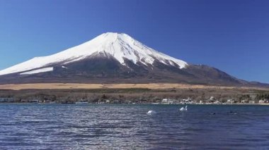 Japonya 'nın arka planında Yamanakako Gölü' nde kuğular ve Fuji Dağı var.