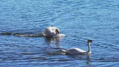 Kuğu, Japonya 'daki Yamanakako gölünde yavaş çekimde başka bir kuğuyu kovalıyor.
