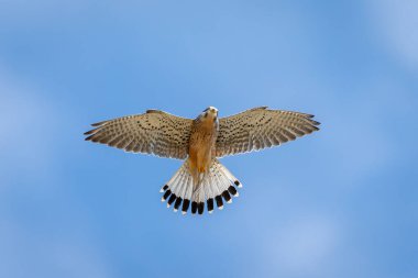 Mavi gökyüzü arka planında açık kanatları olan genel kerkenez