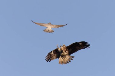 Peregrine şahinleri ve siyah uçurtmalar havada savaşır.