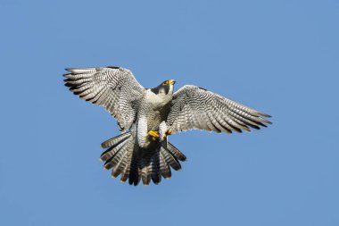Peregrine Şahini mavi gökyüzünde açık kanatlarla uçuyor