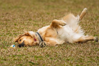 Parkta topa bakan sevimli bir Golden Retriever.