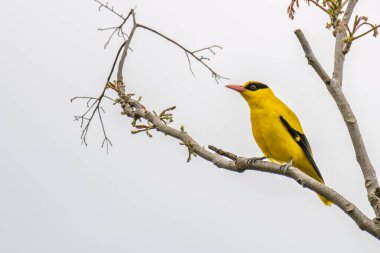 Ağaçtaki bir dala tünemiş siyah peçeteli oriol.