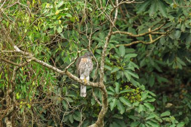 Ormandaki bir ağacın dalına tünemiş tepeli bir atmaca.