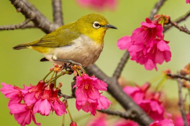 Çınlayan beyaz göz kiraz çiçeğinin üzerine tünemiş
