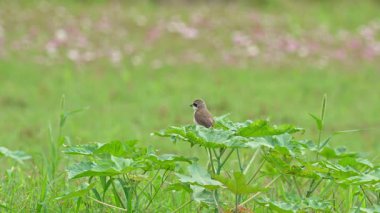 Kahverengi örümcekkuşu bir yapraktan ağır çekimde uçuyor.