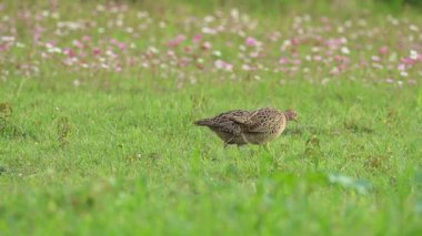Yüzük boyunlu sülün dişiler yerde yiyecek arıyorlar..