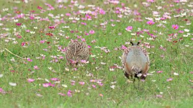 Erkek ve dişi halka boyunlu sülün bir çiçek tarlasında yakın plan