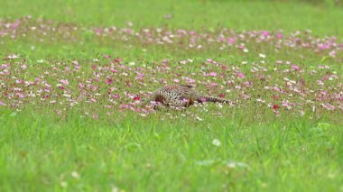 Yüzük boyunlu sülün erkek çiçek tarlasında yiyecek arıyor.