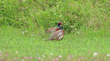 Üç halkalı boyunlu sülün erkek otların arasında ve bir tanesi uçuyor.