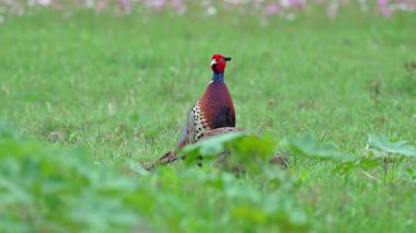 Halkalı boyunlu sülün erkeği ve dişisi sabahın erken saatlerinde