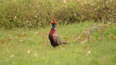 Erkek halka boyunlu sülün yavaşça kanatlarını çırpıyor.