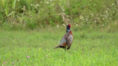 Halka boyunlu Sülün erkek kur yapma gösterisi