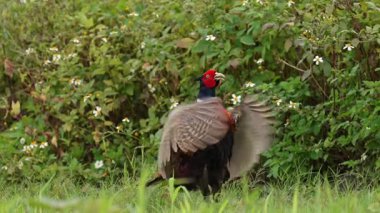 Erkek halka boyunlu sülün ağır çekimde güçlü bir şekilde kanatlarını çırpıyor.