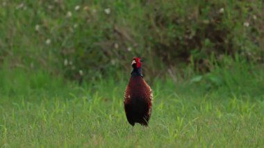Erkek halka boyunlu sülün güçlü bir şekilde kanatlarını çırpıyor
