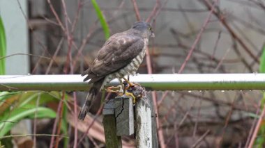 Ağaç serçesiyle beslenen dişi bir Besra serçesi.