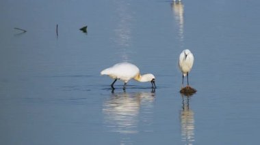 Siyah yüzlü kaşık gagası küçük bir balıkçıl balığına yakın sularda yiyecek arıyor.