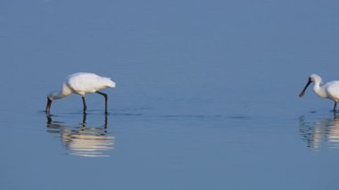 Siyah yüzlü kaşık gagası suda yiyecek arıyor.