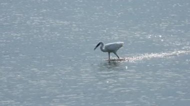 Küçük balıkçıl suda balık yakalar ve yer.