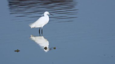 Suda küçük bir akbalıkçıl yansıması