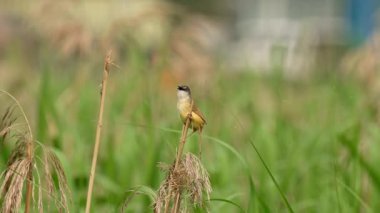 Sarı karınlı prinia erkeği tünemiş, şarkı söylüyor ve uçuyor