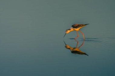 Siyah kanatlı stil. Sabah ışığında suda yansıyor.