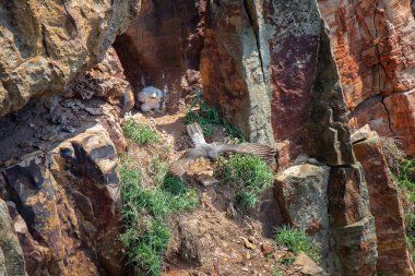 Peregrine Falcon yuvadan ayrılıyor ve civciv kendi başının çaresine bakıyor.