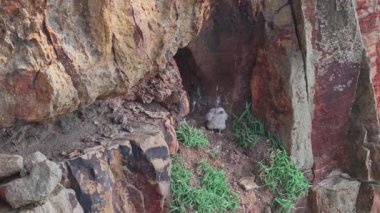 Peregrine Falcon yavrusu ailesine bakıyor. 