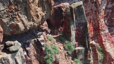 Peregrine Şahini başka bir şahinden avını alır.