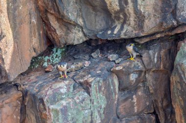Peregrine şahinleri bir uçurumda avlarını yiyorlar.