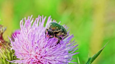 Tayvan küçük yeşil böceği, Gametis forticula formosana bir çiçekten nektar topluyor