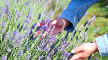 Lavanta tarlasında yürüyen tanınmayan bir kadın.