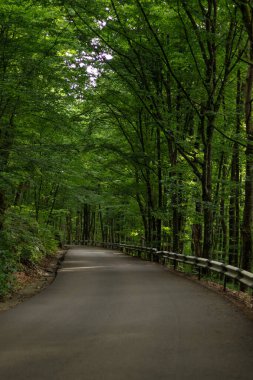 Yeşil orman arasındaki boş yol, ormandan geçen dolambaçlı yol, ormandan geçen boş asfalt yolu olan manzara.