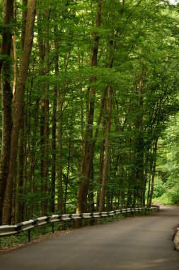 Yeşil orman arasındaki boş yol, ormandan geçen dolambaçlı yol, ormandan geçen boş asfalt yolu olan manzara.