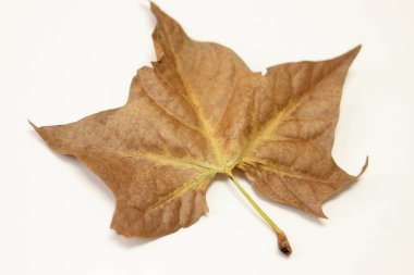 Beyaz bir arka planda tek bir sonbahar yaprağı. Birçok türe göre geniş yapraklı ağaç. Boşluğu kopyala. Yaprak işleme. Kuru sonbahar yaprağı.